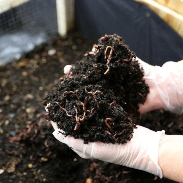 RED CALIFORNIAN WORMS - 1,000 AD