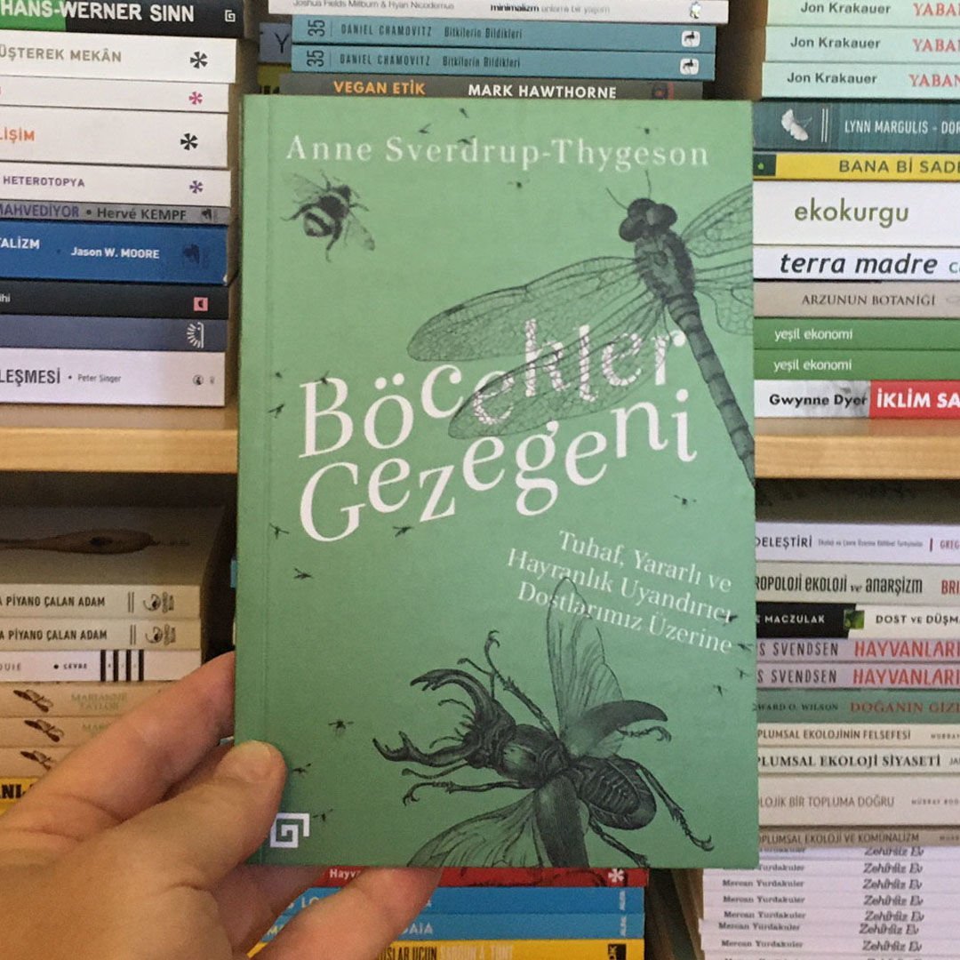 ANNE SVERDRUP THYGESON