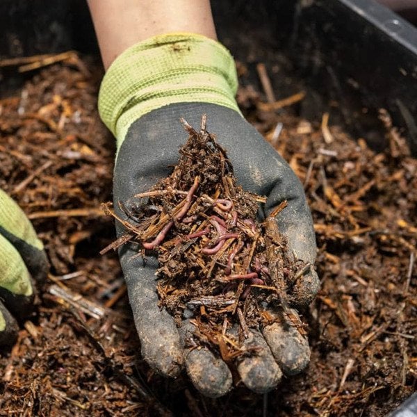 RED CALIFIRNIAN WORMS - 2,000 AD